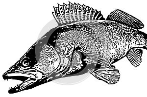 Zander walleye fish fishing on white background photo