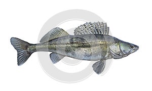 Zander. Walleye fish isolated on white background. Sander pikeperch fishing