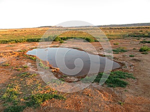 Zandhoendrinkplaats, Belchite, Spanje; Sandgrouse drinking pool, Belchite, Spain