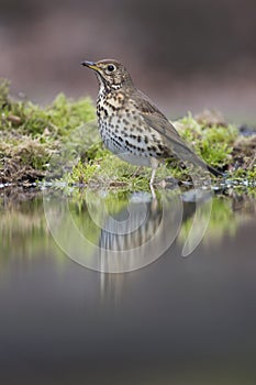 Zanglijster, Song Thrush, Turdus philomelos