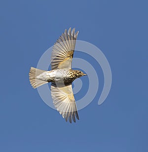 Zanglijster, Song Trush, Turdus philomelos photo