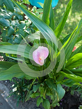 Zantedeschia