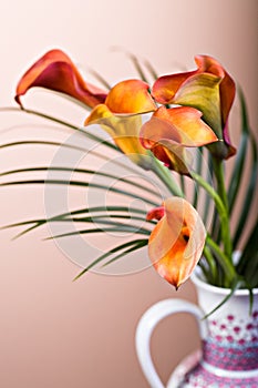 Zantedeschia aethiopica