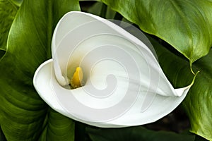 Zantedeschia aethiopica