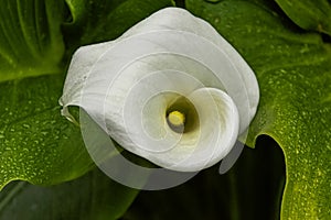 Zantedeschia aethiopica also known as calla lily and arum lily is a species in the family Araceae