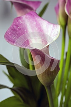 Zantedeschia aethiopica, calla lily