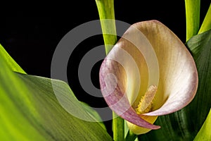 Zantedeschia aethiopica, Calla Lily