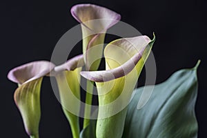 Zantedeschia aethiopica, calla lily