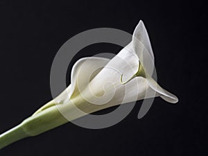 Zantedeschia aethiopica, calla lily