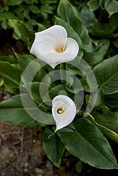 Zantedeschia aethiopica close up