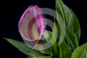 Zantedeschia aethiopica (common names calla lily