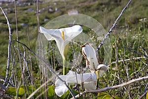 Zantedeschia aethiopica plant growing wild photo