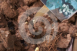 Zantedeschia aethiopica rootstalk close up