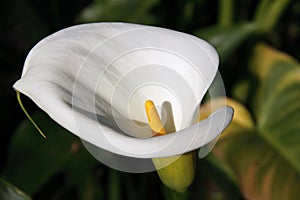 Zantedeschia aethiopica - White Calla Lily flower.