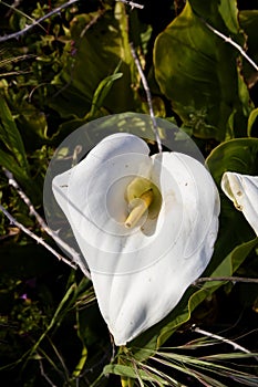 Zantedeschia aethiopica wild white flower