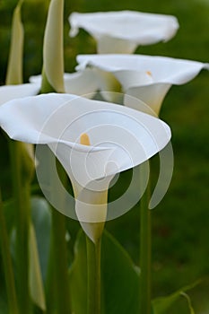 Zantedeschia-Calla