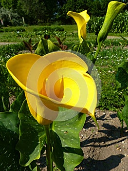 Golden Arum Lily photo