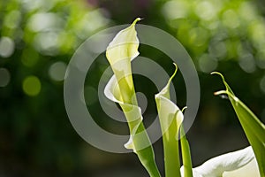 Zantedeschia Flower