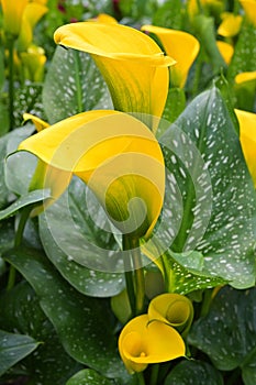 Yellow inflorescences of Zantedeschia elliottiana, golden arum or calla lily, plants in flower