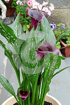 Zantedeschia summer blossom. Black-red Calla lily in a pot. Arum lily. Flowers in the garden. Green leaves