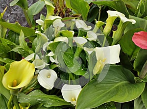 Zantedeschia 'White Flirt'