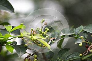 Zanthoxylum bungeanum in the park