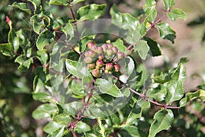 Zanthoxylum clava-herculis (leaf and spines)