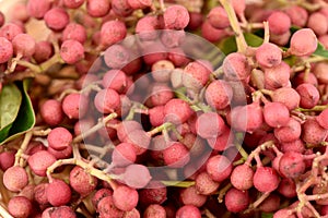 Zanthoxylum Limonella Alston. fruits.