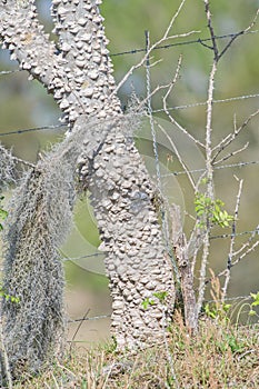 Zanthoxylum limonella prickly ash, Hercules club, toothache tree photo