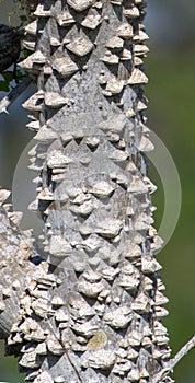 Zanthoxylum limonella prickly ash, Hercules club, toothache tree photo