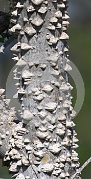 Zanthoxylum limonella prickly ash, Hercules club, toothache tree photo