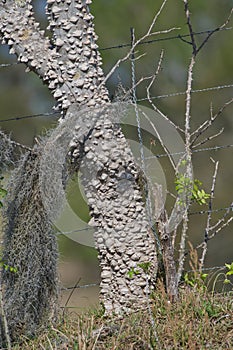 Zanthoxylum limonella prickly ash, Hercules club, toothache tree photo