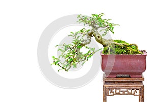 Zanthoxylum piperitum, also known as japanese pepper, korean pepper in bonsai format photo