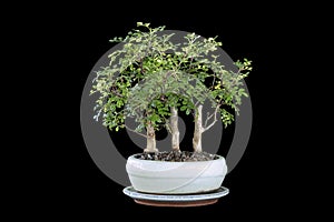 Zanthoxylum piperitum bonsai forest