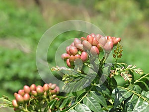 Zanthoxylum piperitum plant photo