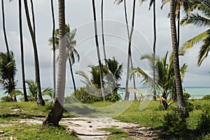 Zanzibar beach vegetation photo