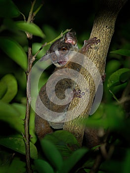 Zanzibar bushbaby, Matundu dwarf galago, Udzungwa bushbaby or Zanzibar galago - Paragalago zanzibaricus, primate of the family