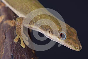 Zanzibar day gecko / Phelsuma dubia