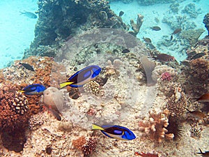 Zanzibar fishes