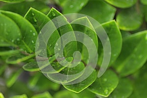 Zanzibar gem / Zamioculcas leafs, macro shoot for background