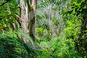 Zanzibar Jozani rain forest. Jozani-Chwaka Bay Conservation area, Tanzania, Africa