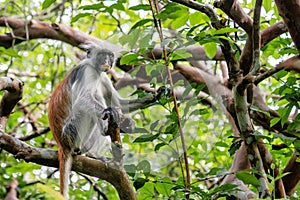 Zanzibar Jozani rain forest. Red Colobus Jozani-Chwaka Bay Conservation area, Tanzania, Africa