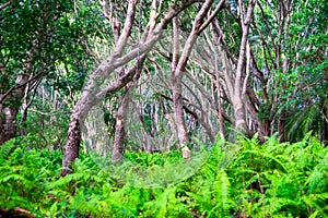 Zanzibar Jozani rain forest. Red Colobus Jozani-Chwaka Bay Conservation area, Tanzania, Africa