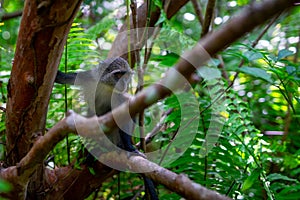 Zanzibar Jozani rain forest. Red Colobus Jozani-Chwaka Bay Conservation area, Tanzania, Africa