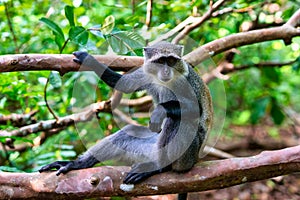 Zanzibar Jozani rain forest. Red Colobus Jozani-Chwaka Bay Conservation area, Tanzania, Africa