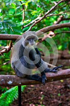 Zanzibar Jozani rain forest. Red Colobus Jozani-Chwaka Bay Conservation area, Tanzania, Africa