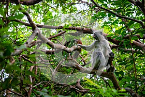 Zanzibar Jozani rain forest. Red Colobus Jozani-Chwaka Bay Conservation area, Tanzania, Africa