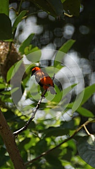 The Zanzibar red bishop is a species of bird in the family Ploceidae. It is found in Kenya, Mozambique, and Tanzania