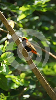 The Zanzibar red bishop is a species of bird in the family Ploceidae. It is found in Kenya, Mozambique, and Tanzania