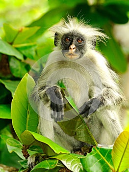 Zanzibar Red Colobus